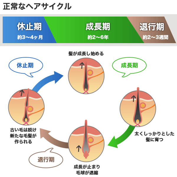 正常なヘアサイクル